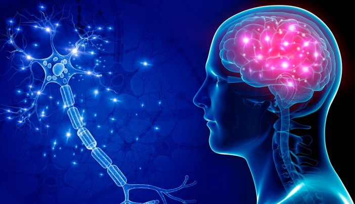 Central Nervous System brain